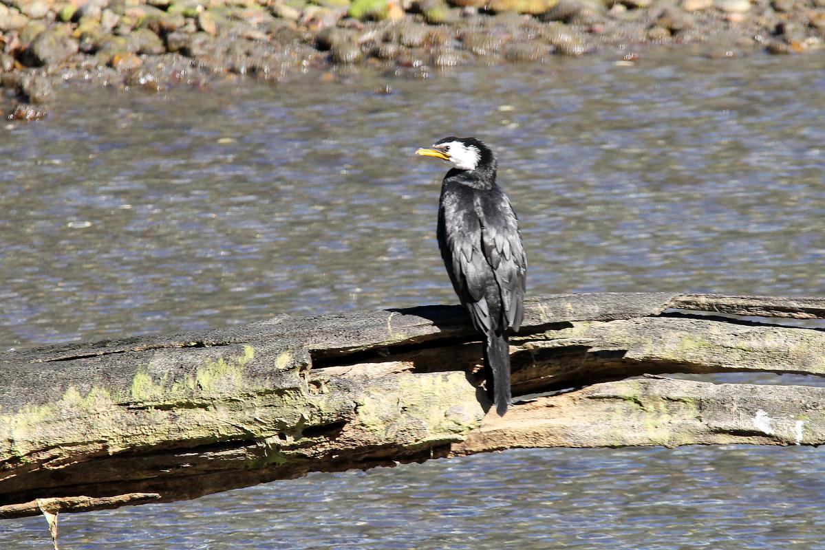 Little Shag (Microcarbo melanoleucos)